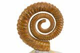 Early Devonian Ammonite (Anetoceras) - Tazarine, Morocco #300406-1